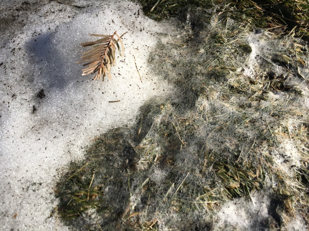 Snow Mold Fungus in a Bluegrass Lawn