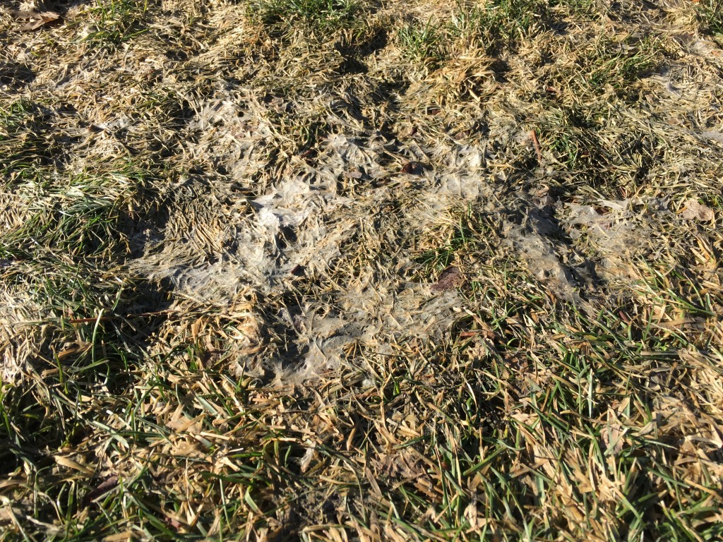 Snow Mold in a Blue Grass Lawn